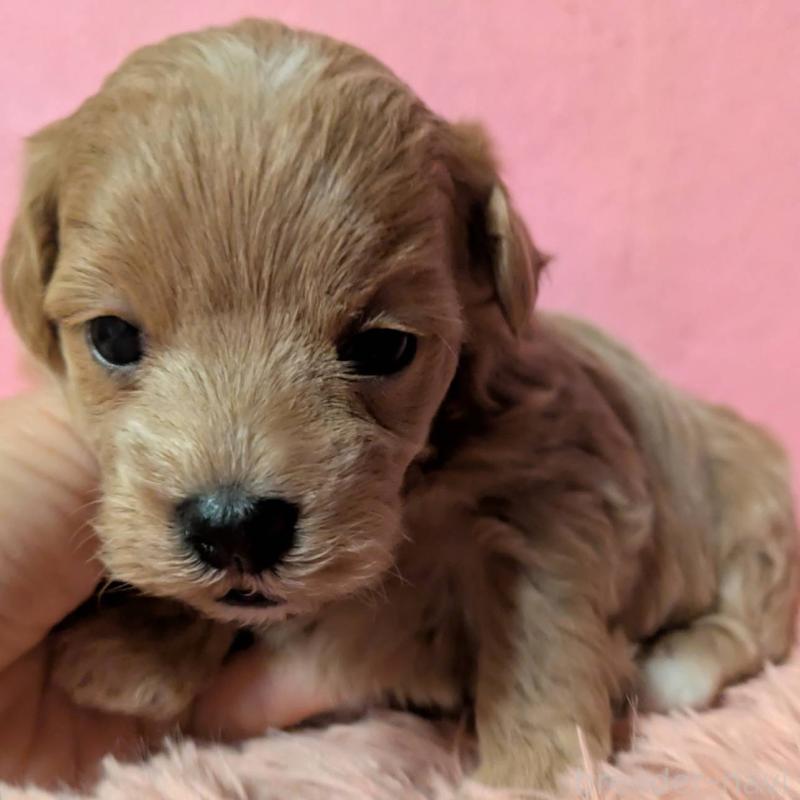 販売中の埼玉県のマルプー:マルチーズ×トイプードル-434726の3枚目