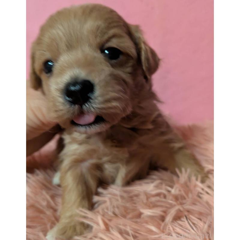 販売中の埼玉県のマルプー:マルチーズ×トイプードル-434726の2枚目