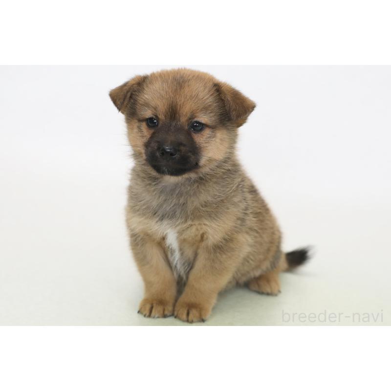 販売中の神奈川県のミックス犬-430108の2枚目