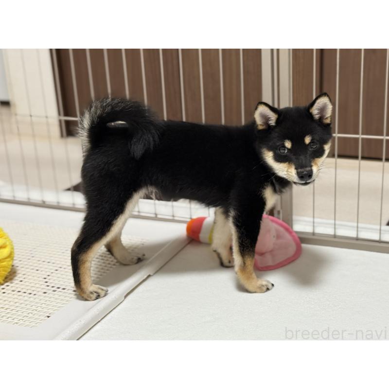 販売中の香川県の豆柴-434725の3枚目