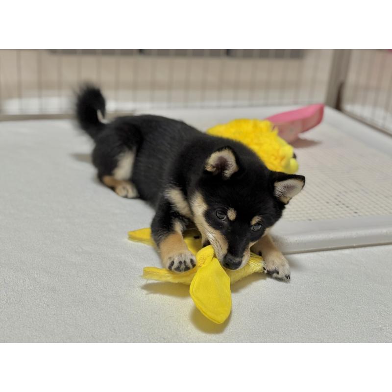 販売中の香川県の豆柴-434725の2枚目