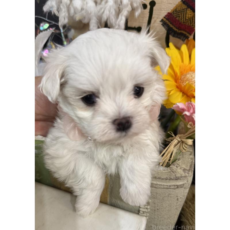 販売中の宮崎県のマルチーズ-431341の6枚目