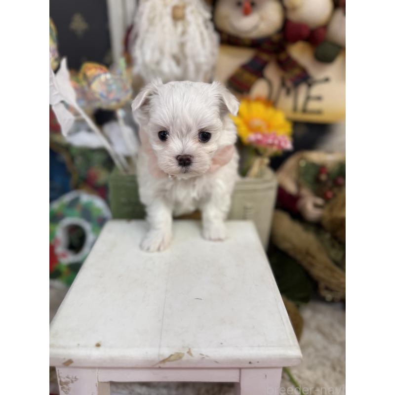 販売中の宮崎県のマルチーズ-431341の5枚目