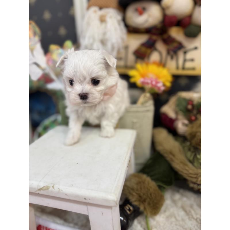 販売中の宮崎県のマルチーズ-431341の3枚目