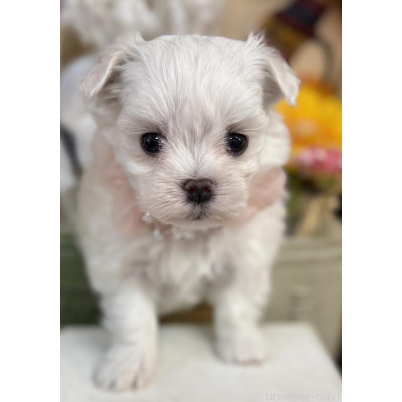 販売中の宮崎県のマルチーズ-431341の2枚目