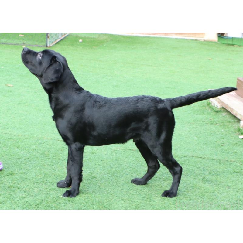 販売中の岡山県のラブラドールレトリーバー-404337の5枚目