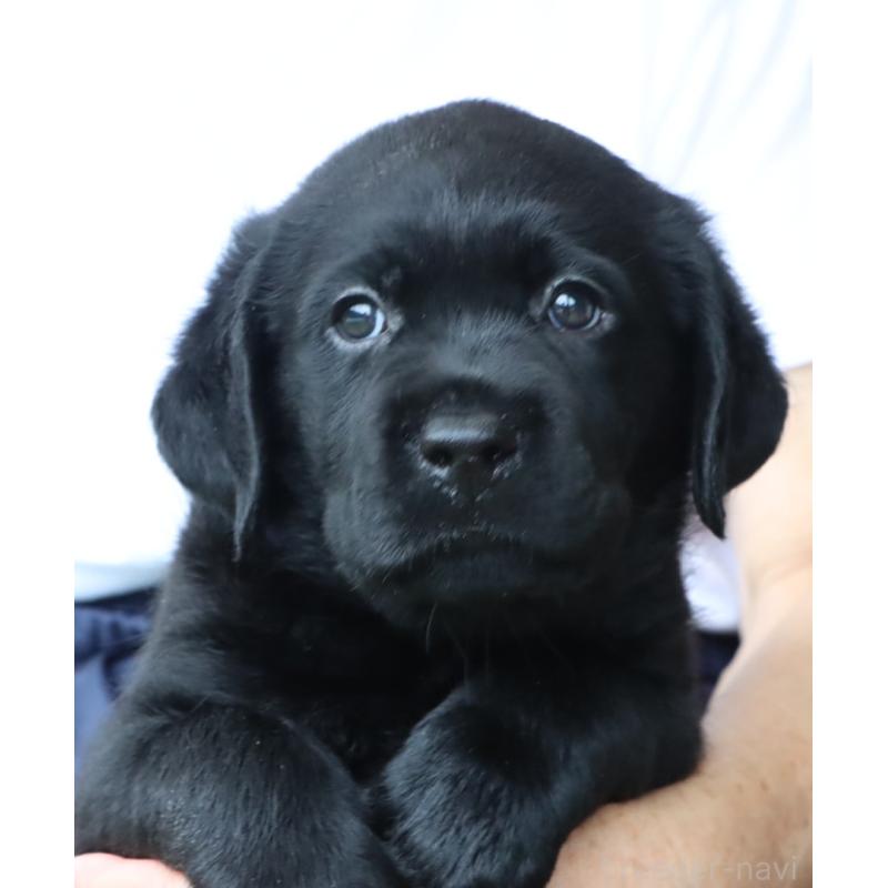 販売中の岡山県のラブラドールレトリーバー-404337の4枚目