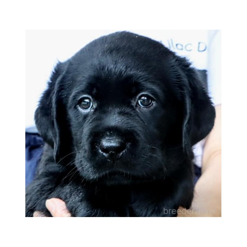 販売中の岡山県のラブラドールレトリーバー-404337の3枚目