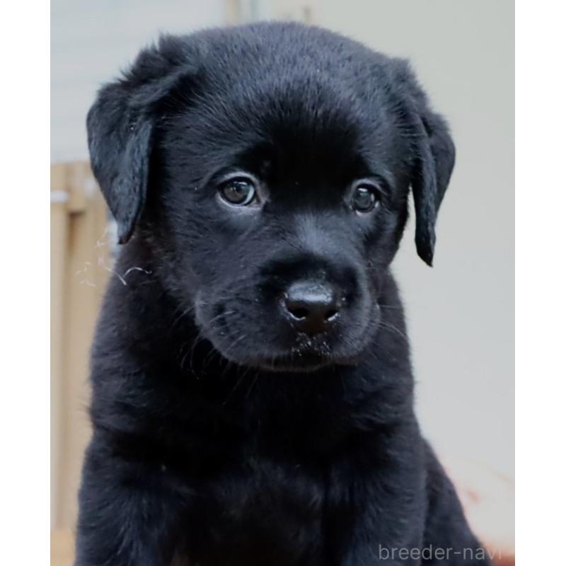 販売中の岡山県のラブラドールレトリーバー-404337の2枚目