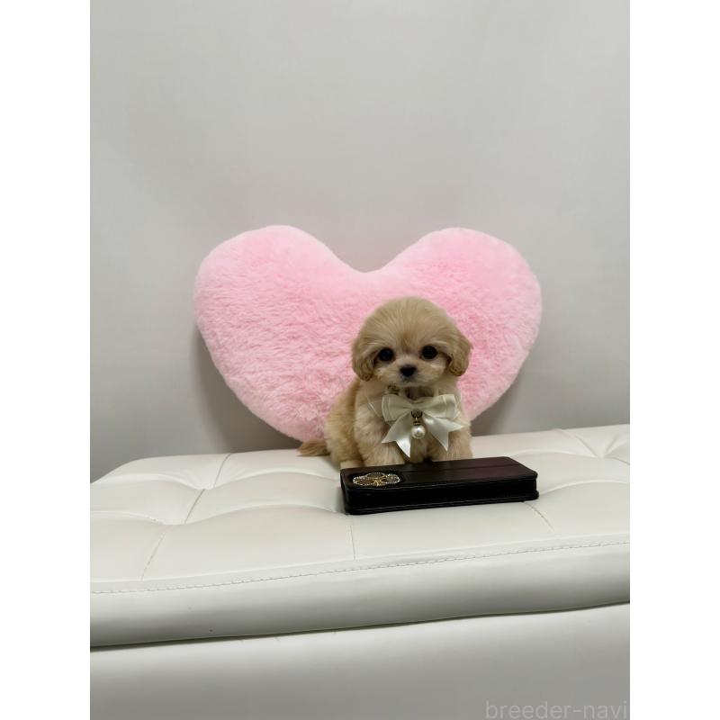 販売中の埼玉県のマルプー:マルチーズ×トイプードル-434481の4枚目