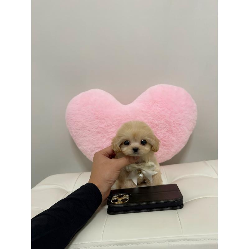 販売中の埼玉県のマルプー:マルチーズ×トイプードル-434481の3枚目