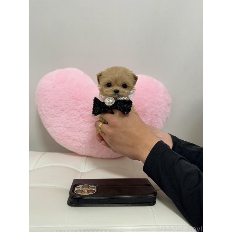 販売中の埼玉県のマルプー:マルチーズ×トイプードル-434482の3枚目