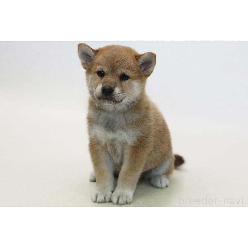 販売中の神奈川県の柴犬-431395