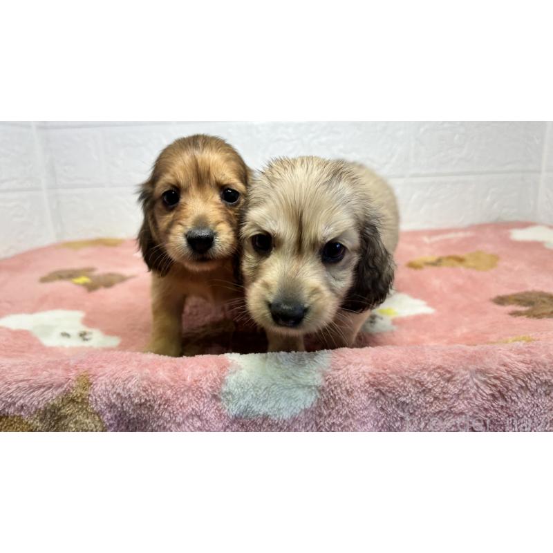 販売中の埼玉県のミニチュアダックスフンド(ロングヘアード)-434718の2枚目