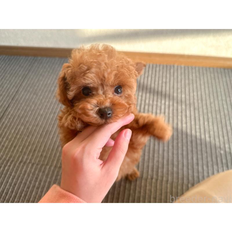販売中の茨城県のタイニープードル-433674の6枚目