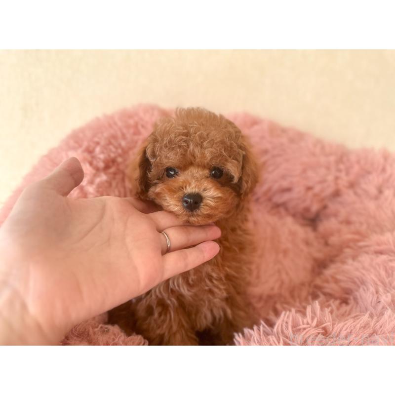 販売中の茨城県のタイニープードル-433674の4枚目