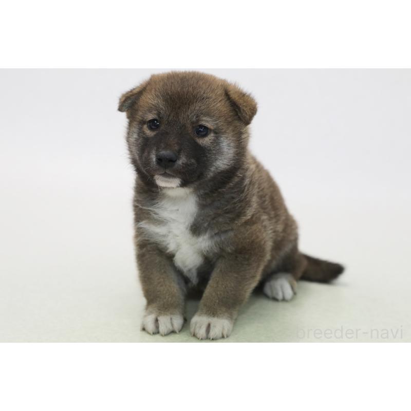販売中の神奈川県の柴犬-431457