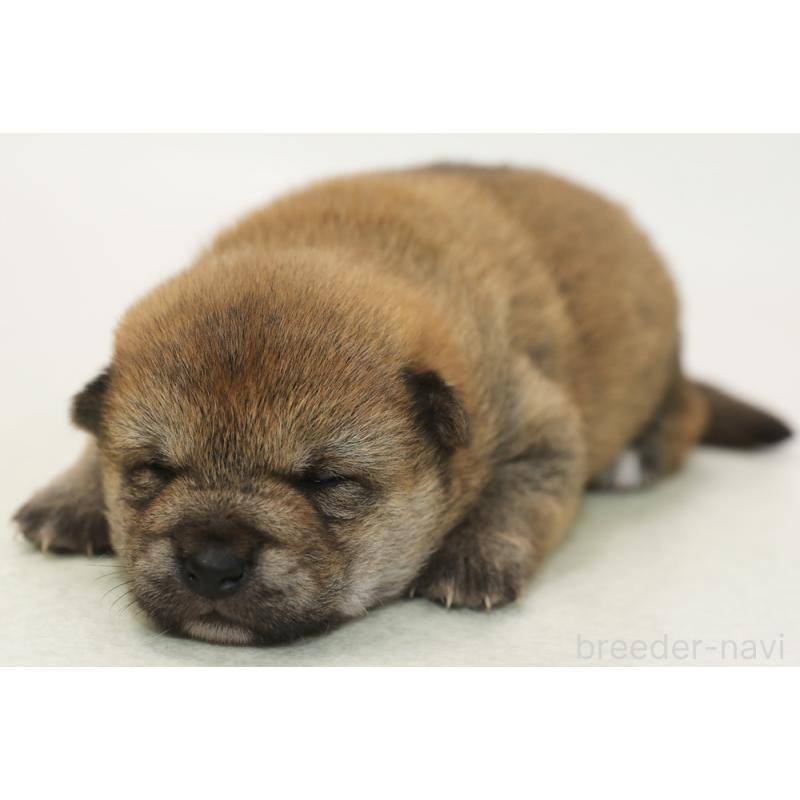 販売中の神奈川県の柴犬-434728