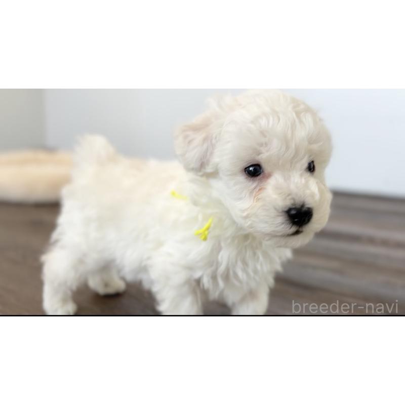 販売中の千葉県のトイプードル-432508の16枚目