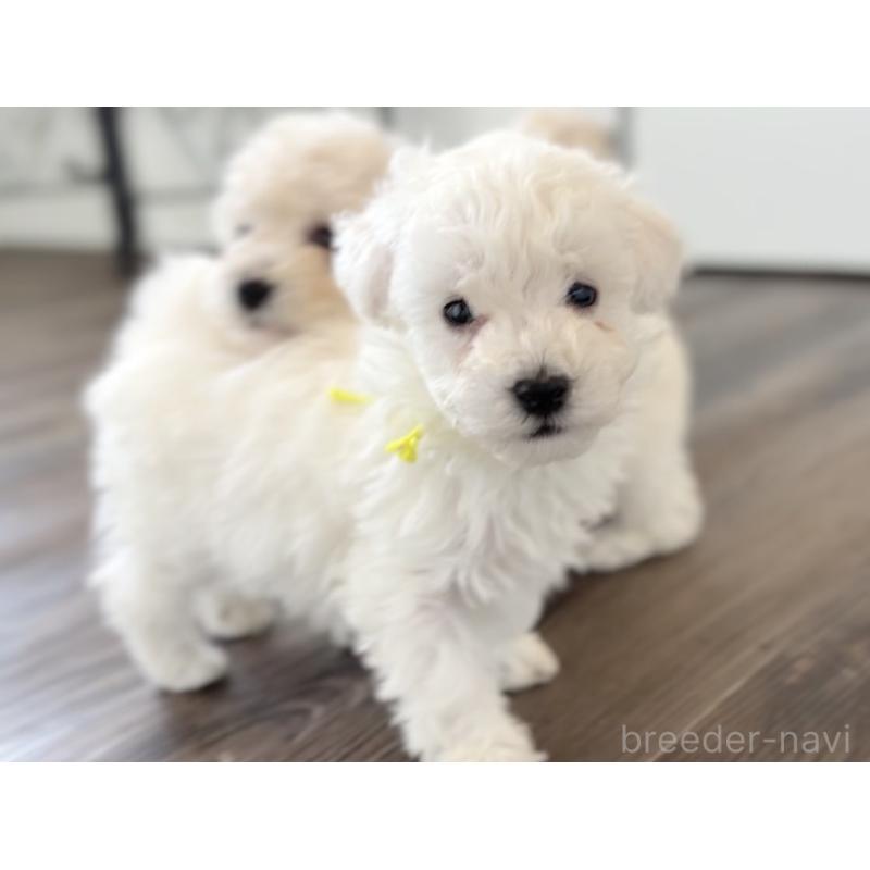 販売中の千葉県のトイプードル-432508の15枚目