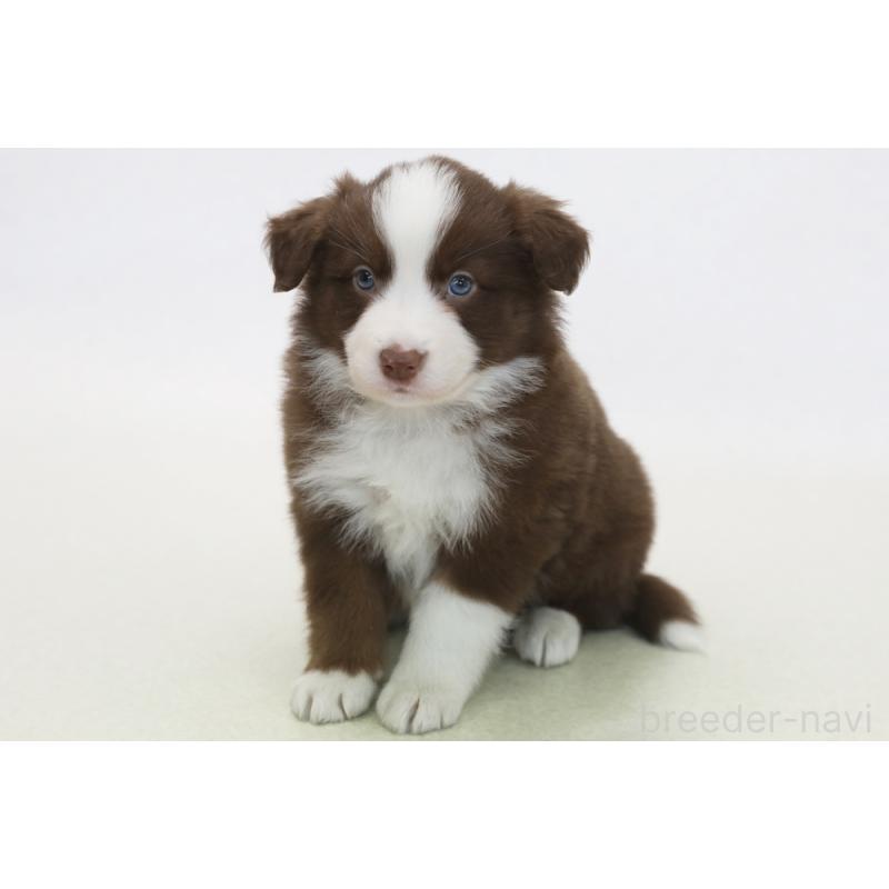 販売中の神奈川県のボーダーコリー-430111