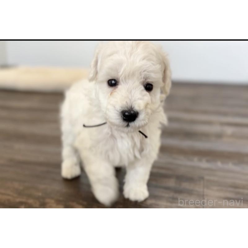 成約済の千葉県のトイプードル-432511の16枚目