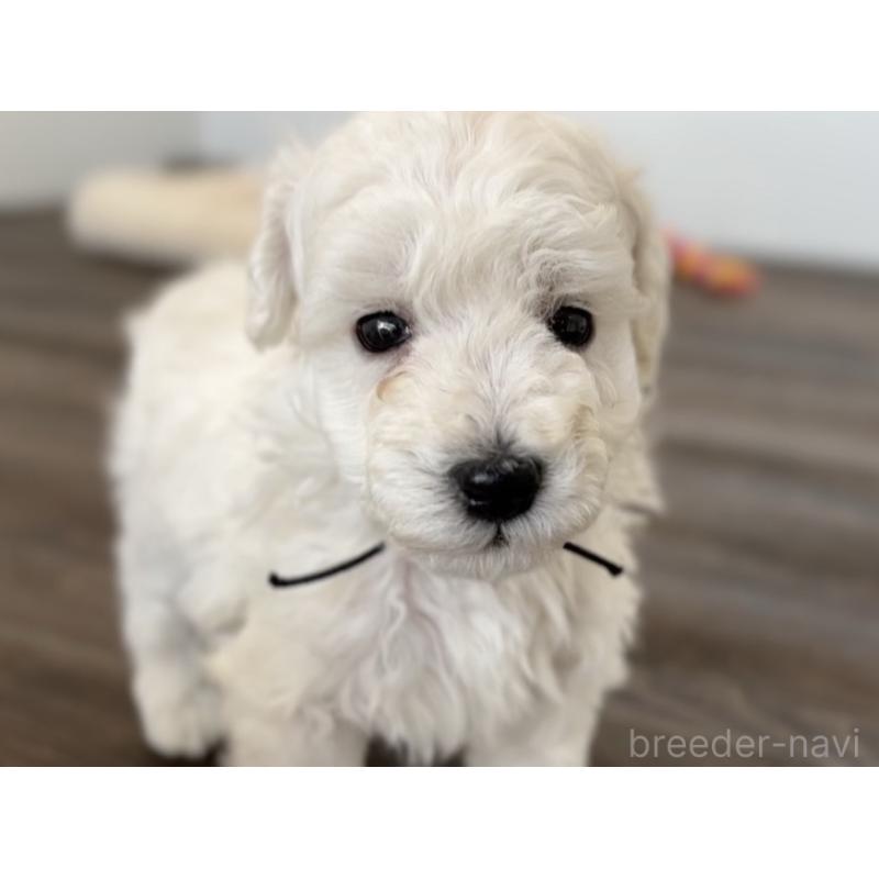 販売中の千葉県のトイプードル-432511