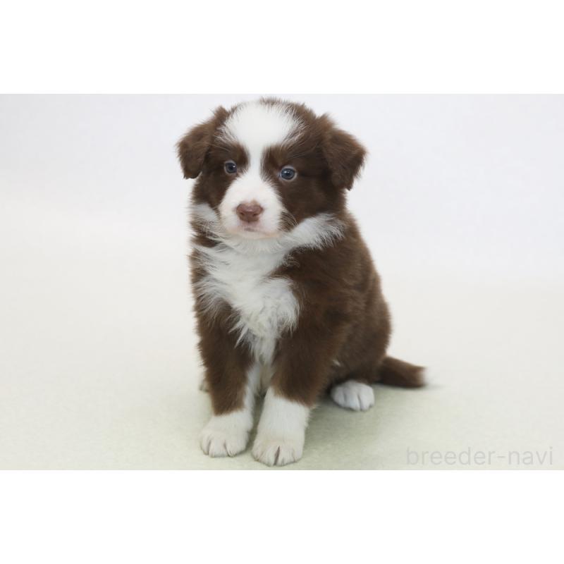 販売中の神奈川県のボーダーコリー-430112