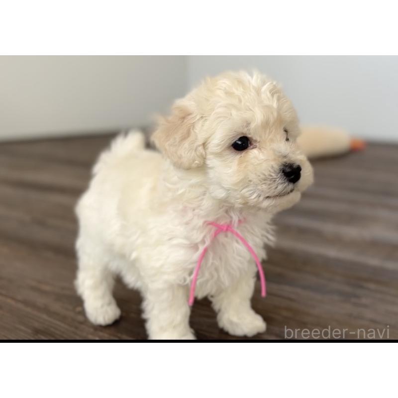 成約済の千葉県のトイプードル-432513の14枚目