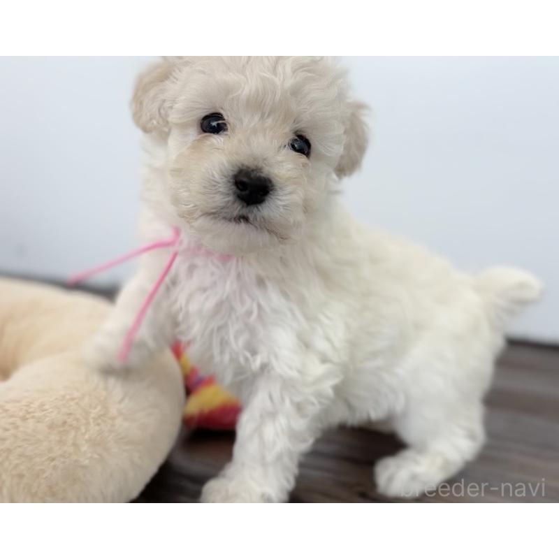 成約済の千葉県のトイプードル-432513の13枚目