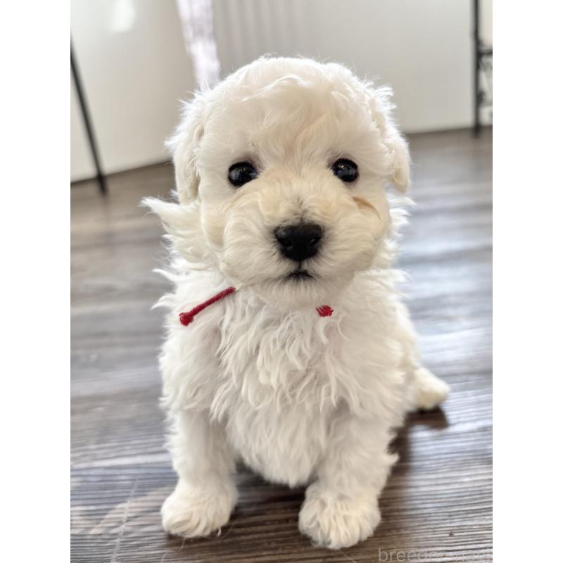 販売中の千葉県のトイプードル-432514の17枚目