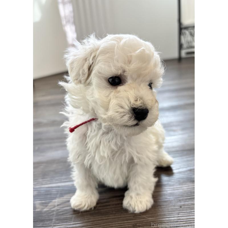 販売中の千葉県のトイプードル-432514の16枚目