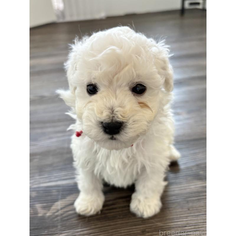 販売中の千葉県のトイプードル-432514の15枚目