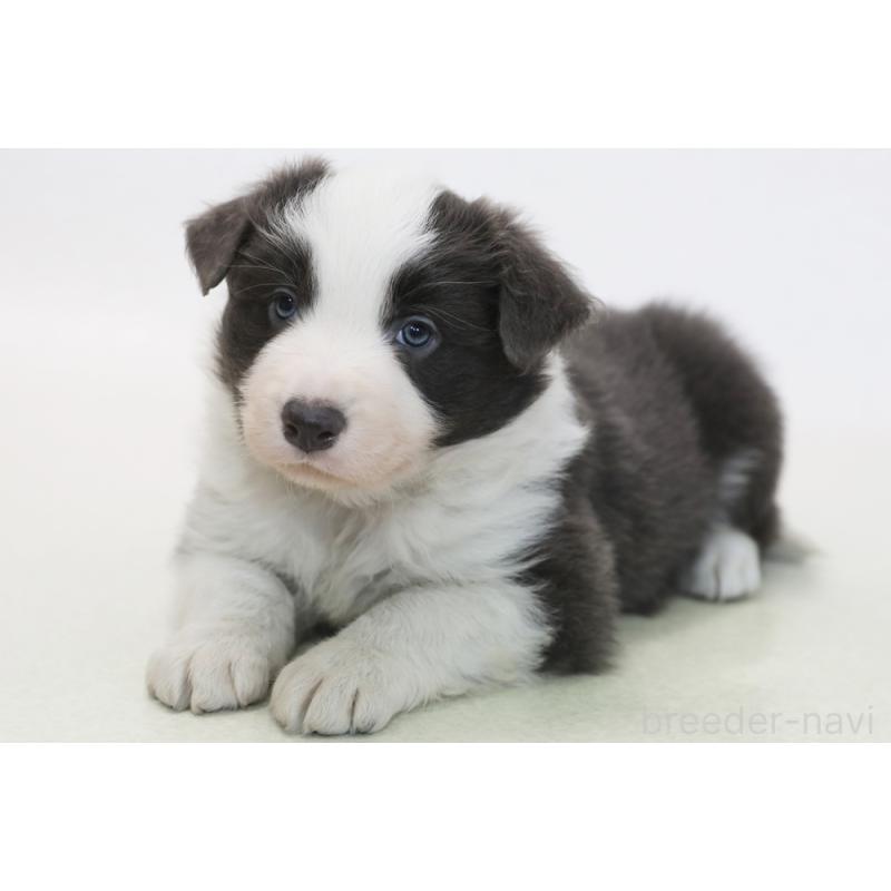 販売中の神奈川県のボーダーコリー-434730の1枚目