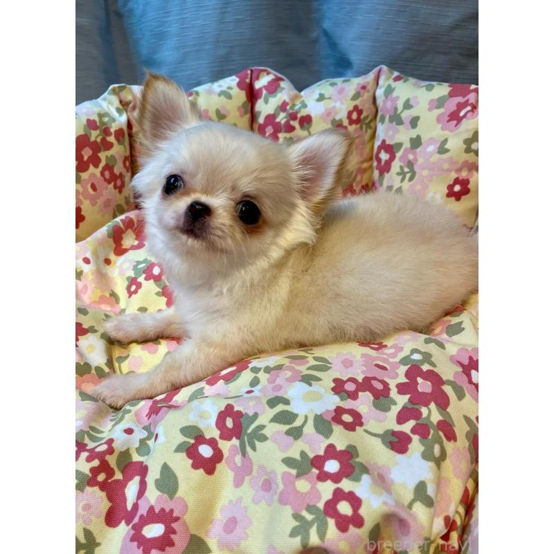 販売中の神奈川県のチワワ(ロングコート)-434729の4枚目