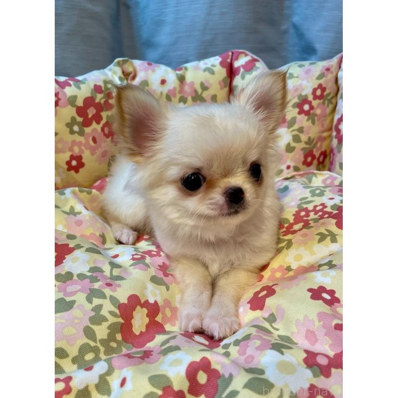 販売中の神奈川県のチワワ(ロングコート)-434729の3枚目