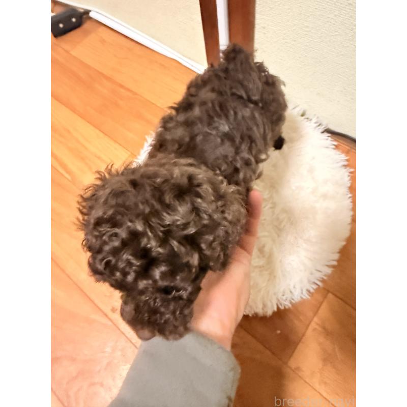 商談中の福岡県のトイプードル-426352の6枚目