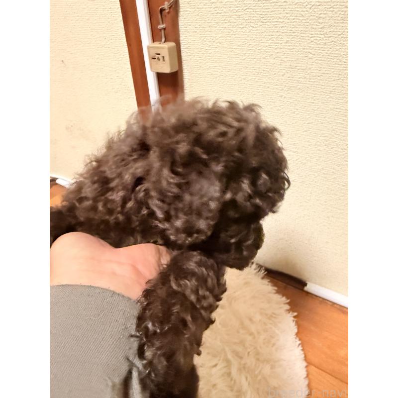 商談中の福岡県のトイプードル-426352の5枚目