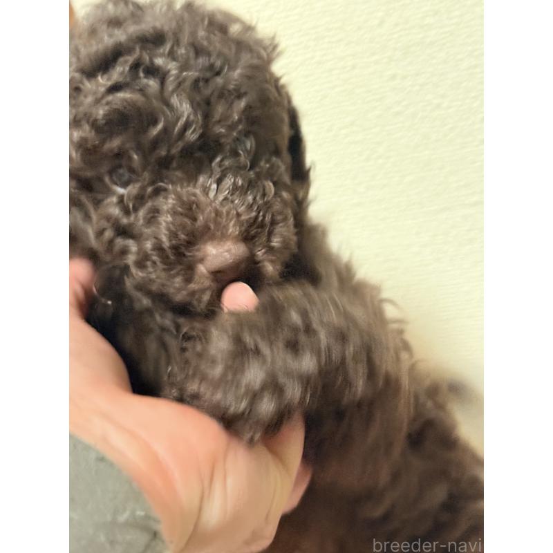 商談中の福岡県のトイプードル-426352の3枚目