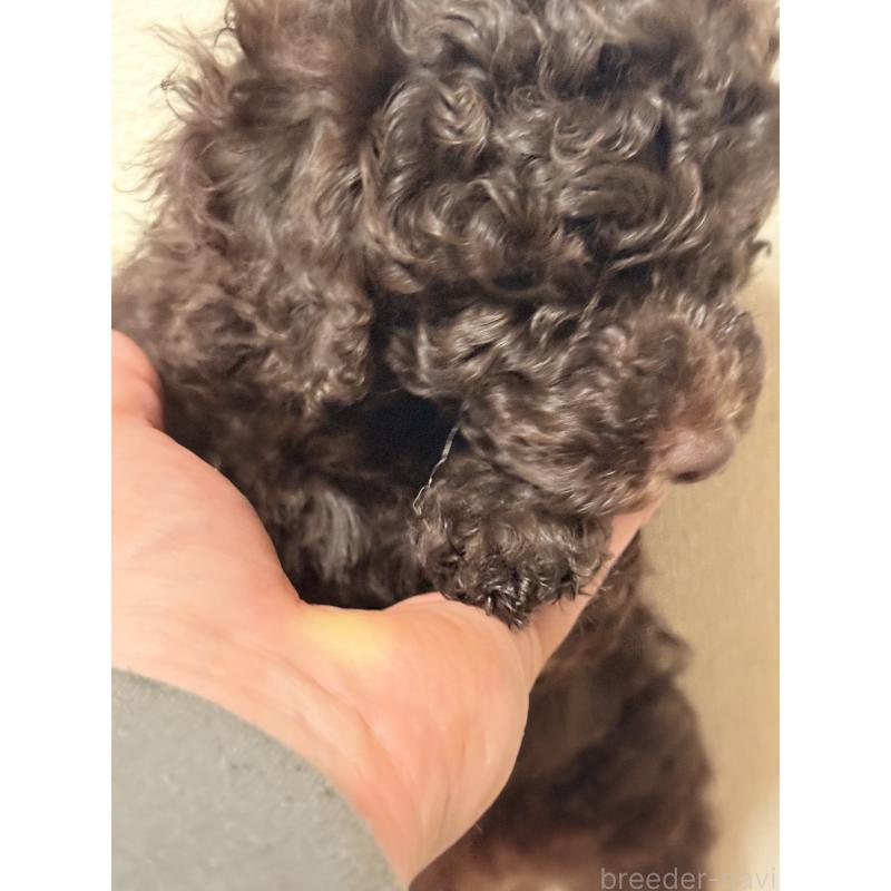 商談中の福岡県のトイプードル-426352の2枚目