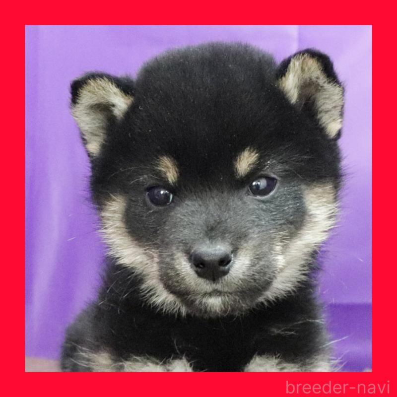 販売中の愛知県の柴犬-429648