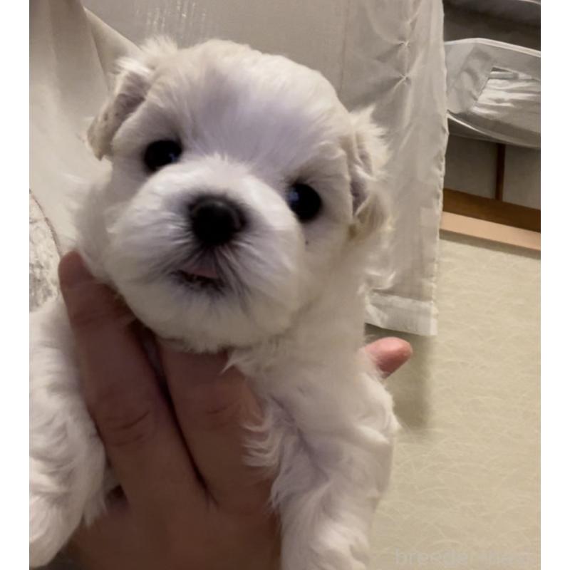 販売中の滋賀県のマルチーズ-430675の84枚目