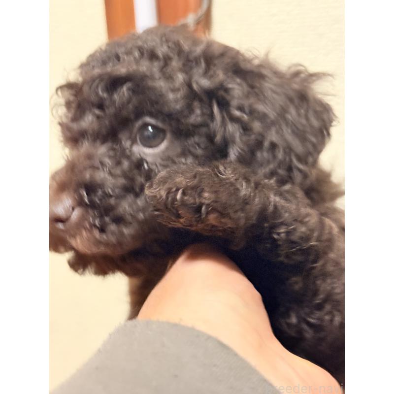 商談中の福岡県のトイプードル-426351の5枚目