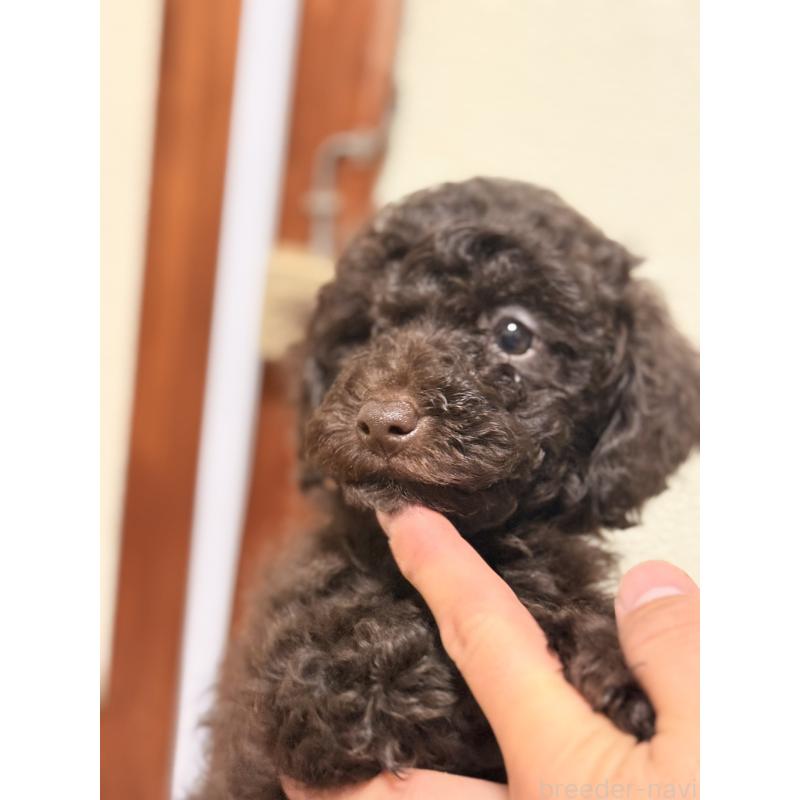 商談中の福岡県のトイプードル-426351の4枚目