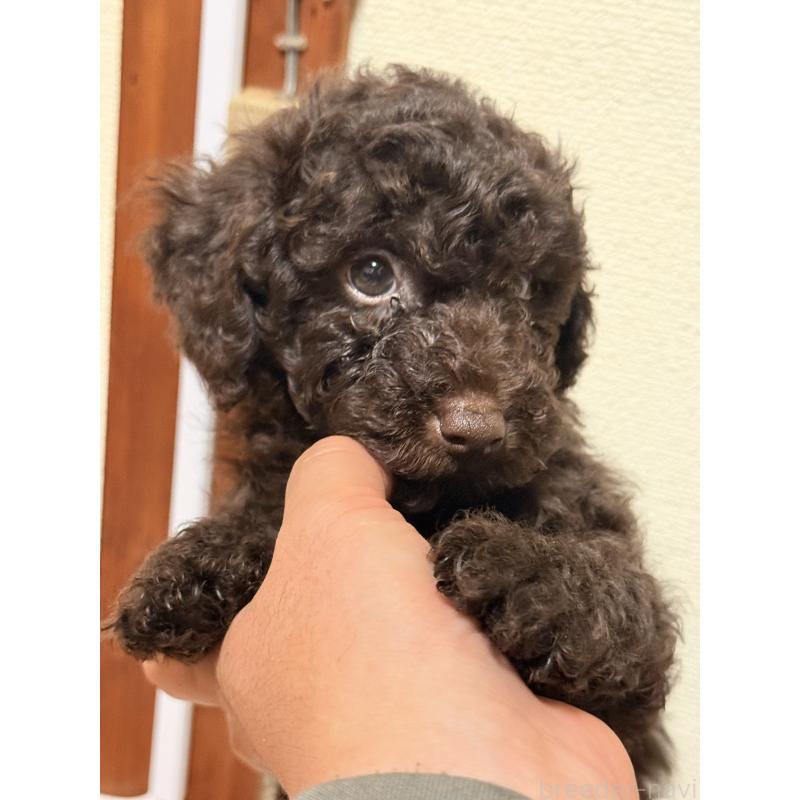 商談中の福岡県のトイプードル-426351の3枚目