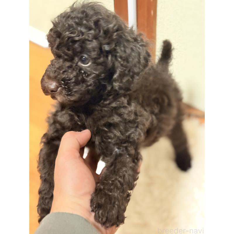 商談中の福岡県のトイプードル-426351の2枚目