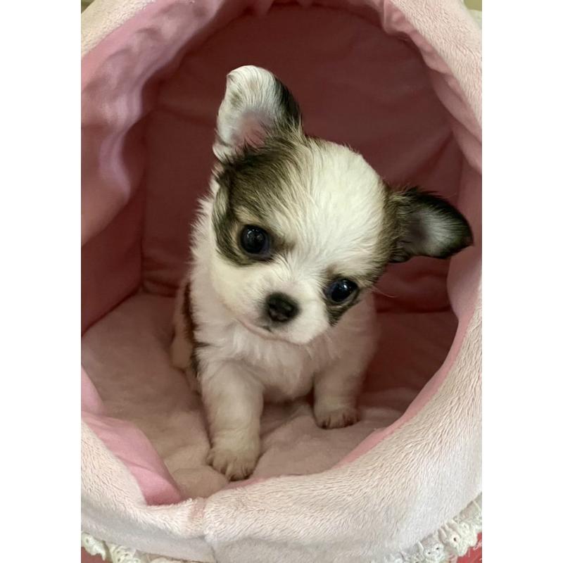 販売中の神奈川県のチワワ(ロングコート)-429574の4枚目