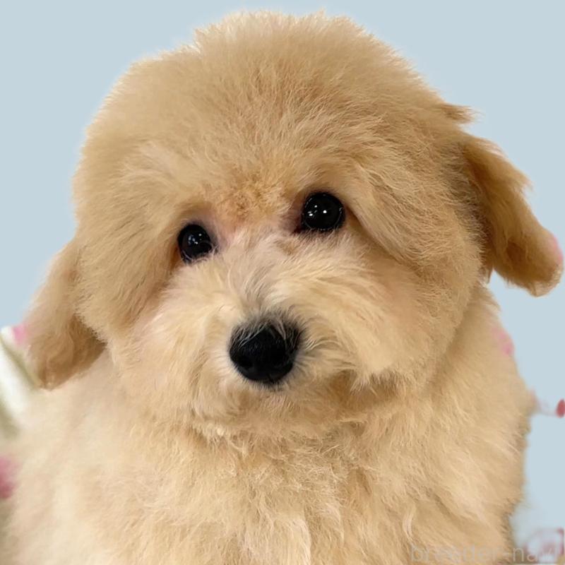 販売中の栃木県のビションプー:ビションフリーゼ×トイプードル-414812