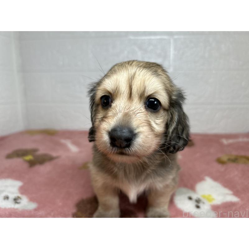 販売中の埼玉県のミニチュアダックスフンド(ロングヘアード)-434733の5枚目