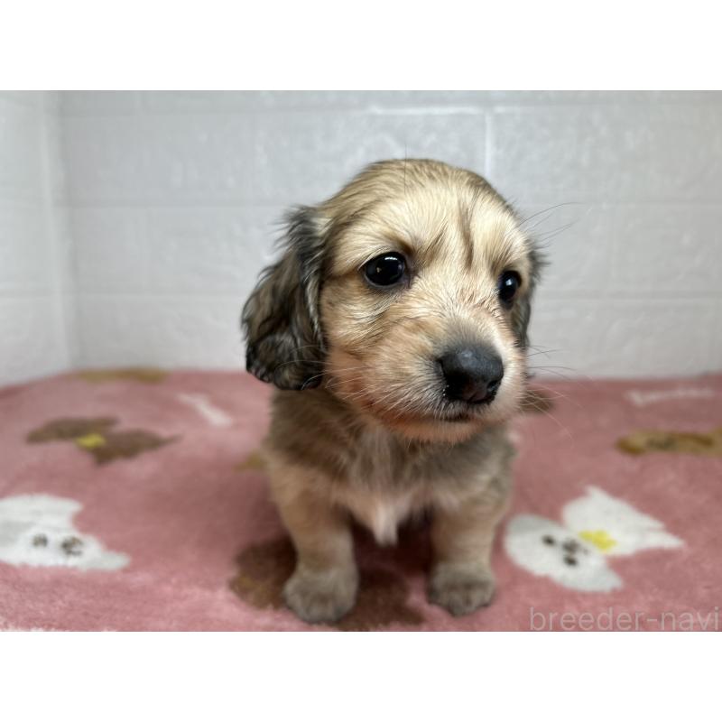 販売中の埼玉県のミニチュアダックスフンド(ロングヘアード)-434733の4枚目